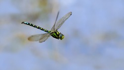 Dragonfly in flight over a biotope                               