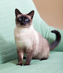 beautiful siamese cat on  couch at home.