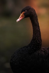 Image of a Black swan