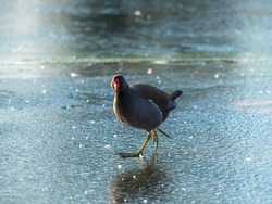 Moorhen walks on black ice