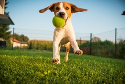 Dog beagle purebred running with a green ball on grass outdoors towards camera summer sunny day on green grass