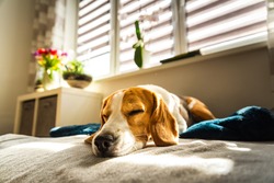 Beagle dog tired sleeps on a couch in bright room. Sun lights through window. Dog resting in sunny room.