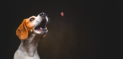 Tricolor Beagle dog waiting and catching a treat in studio, against dark background. Canine theme