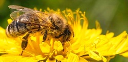 Detail closeup of honeybee, Apis Mellifera, european, western honey bee covered in pollen on yellow Dandelion flower. Selective focus, blured banner