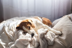 Adult male beagle dog sleeping on his pillow. Shallow depth of field. Canine theme