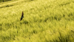 Bird flying over a field of wheat in Austria