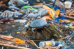 Tortoise surrounded by polluted water. Photo made in Kochi City, Kerala, India.