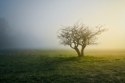 Lonely tree in a spring meadow in the fog in the warm and soothing  morning light.