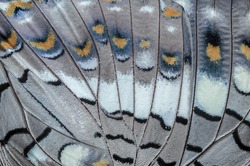 Close up Black Rajah (Charaxes solon sulphureus Jordan, 1900) Butterfly wing, butterfly wing detail texture background
