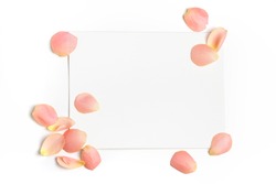 Rose flower petals on empty piece of paper isolated on white. Copy space for text. Feminine concept. Mock up top view