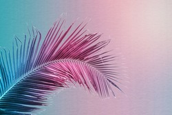 Tropical and palm leaves in vibrant gradient background. Trendy neon colors minimalist style.
