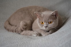 very cute and cuddly British Shorthair cat