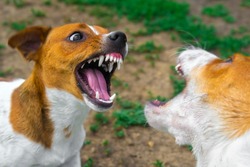 two dogs are fighting on the street. Agressive dogs. Dog attack.