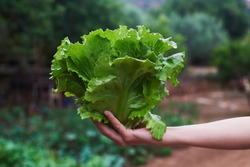 closeup of a young caucasian man holding in his hand a butterhead lettuce, freshly collected in an organic orchard