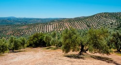 a view over an olive grove in Rute, Andalusia, in a sunny spring day, in a panoramic format to use as web banner or header
