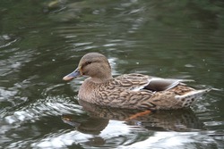 mallard duck swimming through the pond on an October afternoon in wales