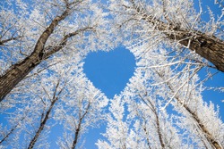 Winter landscape,branches form a heart-shaped pattern