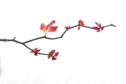 Branch with autumn red leaves isolated on a white background