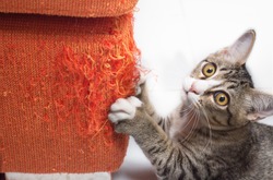 Kitten scratching orange fabric sofa