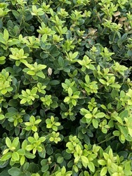 Bright green plant, you can see fresh leaves. Can be used as pattern