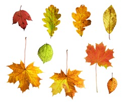Full-size composite photo of various autumn leaves: maple, oak, viburnum (guelder rose), honeysuckle, apple and alder-tree. Isolated on white background.