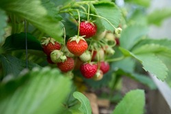 Closeup of strawberries bush - shallow focus depth