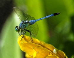 blue dragon fly