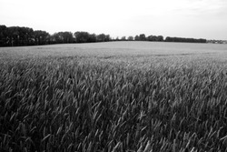 Wheat field in summer in black and white. Seasonal natural background.