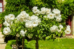 Bush of beautiful roses in a garden. Horizontal shot with a selective focus