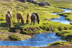 Horses in a green field of grass at Iceland Rural landscape. Horizontal shot