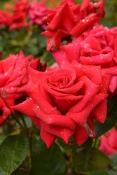 Belfast - Botanic Garden - Rose garden 2022