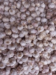 White garlic texture.  Fresh garlic in closeup.vitamins seasoning healthy food photo.  Image of spicy food ingredients.  Pile of white garlic heads.  Top view of white garlic heads