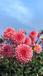 pink Dahlia flower garden flower
