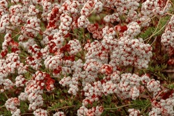 White and Maroon Flowering Bush in Fall 
