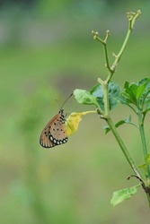 Brown butterfly, tawny coster or acraea terpsicore hang on chilli tree in the garden. Blurry background. Kupu kupu