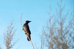 The hooded crow (Corvus cornix) also called hoodie or gray crow is a Eurasian bird species in the genus Corvus. Grey crow sits on dry tree branch against blurred forest background in winter time.