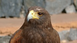 A handsome hawk of the arid Southwest, Harris's Hawk is a standout with bold markings of dark brown, chestnut red, and white; long yellow legs; and yellow markings on its face.