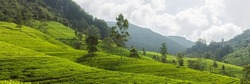 Panorama of green tea plantation in up country near Nuwara Eliya, Sri Lanka. High quality photo. Green tea field for background and banner