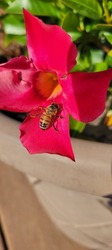 Honeybee inside a pink flower.