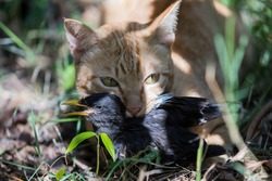 The cat hunter bird Mynas and bite wing and neck for play and eat 