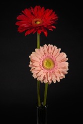 A passional red gerbera conquering a cute pink gerbera on a dark night of winter