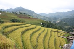 In agriculture, a terrace is a piece of sloped plane: northern of Vietnam