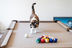 Curious calico cat walking on top of billiard, pool table, striking, breaking with paw white ball, game of snooker, balls set in living room of home, house, apartment