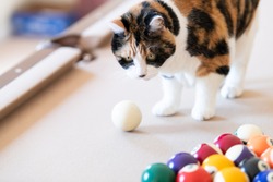 Closeup of curious calico cat walking, standing on top of billiard, pool table, striking, breaking with paw white ball, game of snooker, balls set in living room of home, house, apartment