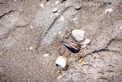 Flat lay top high angle view on many broken seashells sea shells shelling on Sanibel Island, Florida on day at Gulf of Mexico sand shore