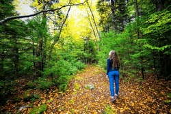 Young woman person back standing looking up at trees on hiking trail through pine forest woods in Dolly Sods wilderness, West Virginia in autumn fall foliage season with fallen leaves