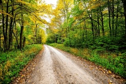 Landscape view of forest in early autumn fall foliage season trees lining dirt road path in Dolly Sods, West Virginia with golden and green leaves