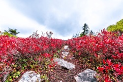 Colorful vibrant red blueberry huckleberry bushes in autumn fall foliage color in Bear Rocks trail at Dolly Sods, West Virginia in October season cloudy sky