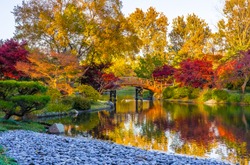 Sunset view of beautiful Japanese garden in Midwestern botanical garden in fall; traditional Japanese bridge in the background