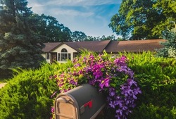 View of mailbox covered with pink and  purple  blooming clematis vines at sunset; suburban Midwestern house in background